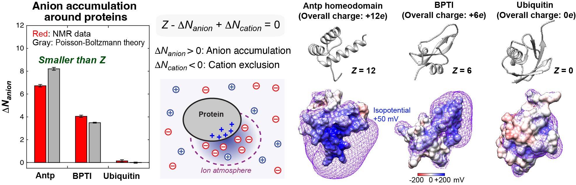 Anion accumulation around positively charged proteins