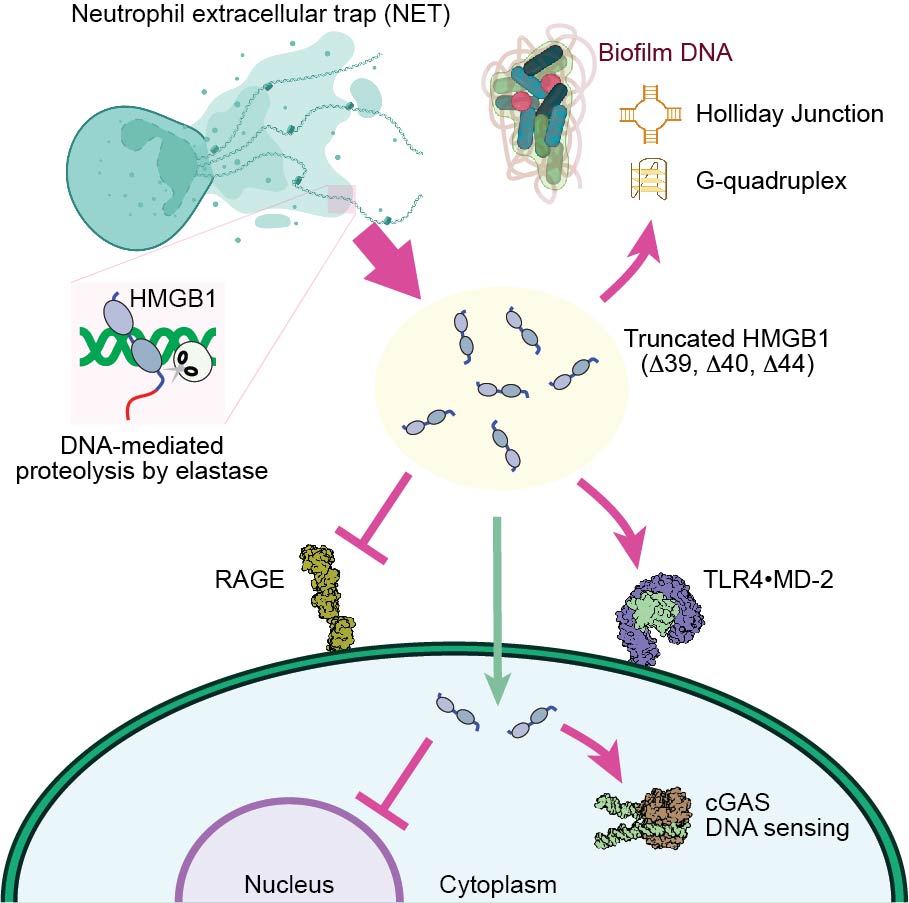HMGB1 and neutrophil elastase