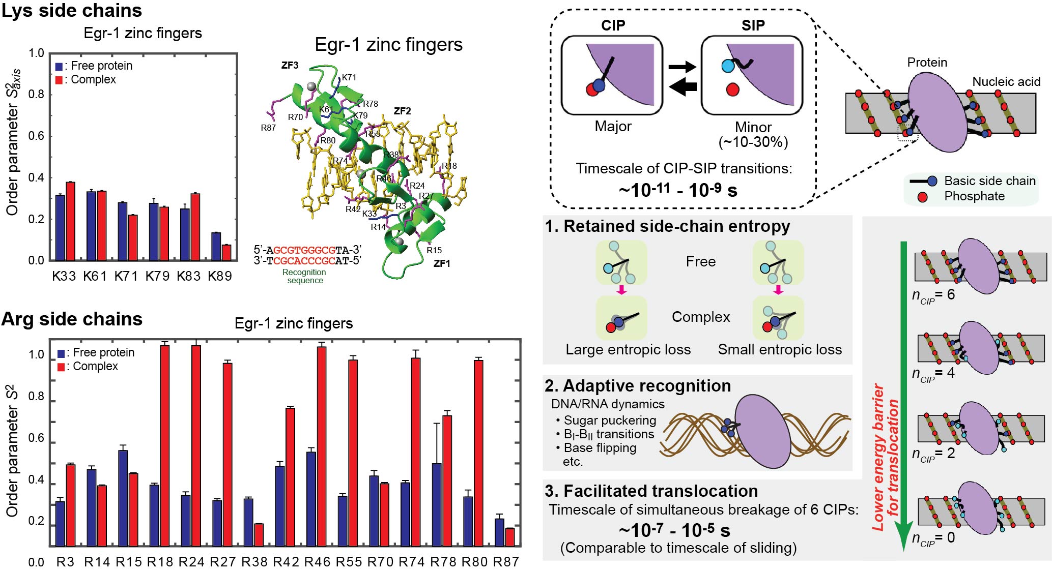 Egr-1 Lys and Arg side-chain ion-pair dynamics