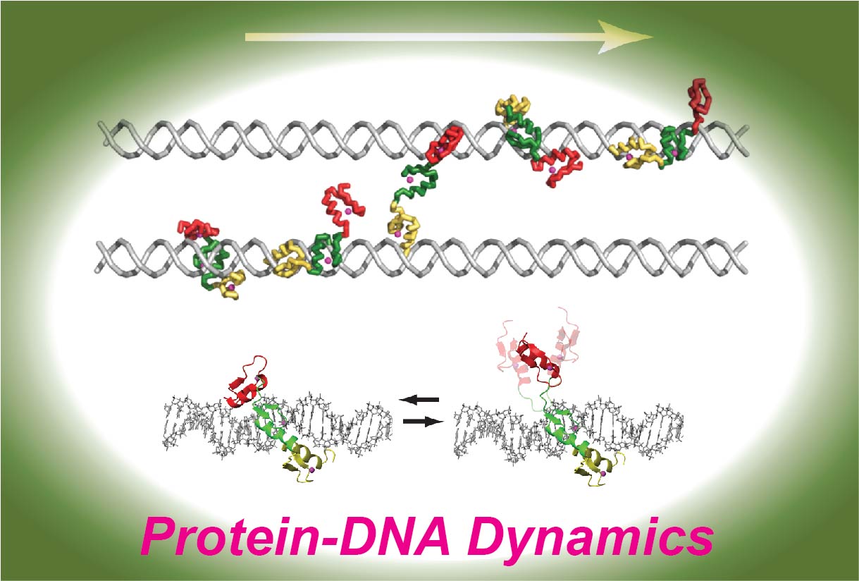 Protein-DNA dynamics