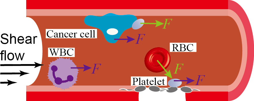Receptor-mediated cell mechanosensing
