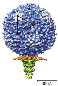 Structure of bacteriophage N4 determined by cryo-EM and 3D image reconstruction techniques.