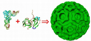 Assembly of alphavirus nucleocpasid from structured RNA and capsid protein.