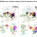 Cryo-EM structures of the Pseudomonas aeruginosa ribosome initiation complex bound to IF2-GDP and IF2-GDPCP.