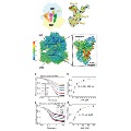 Overview of the bacterial ribosome bound to amikacin and kinetics of protein synthesis inhibition.