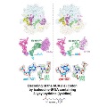 Cryo-EM structures of the Escherichia coli ribosome bound to post-transcriptionally modified tRNAIleLAU.