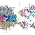 Crystal structure of a ribosome recycling complex bound to the ribosome recycling factor (RRF) and elongation factor G (EF-G).