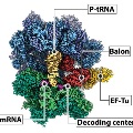 Cryo-EM structure of the bacterial ribosome bound to EF-Tu, balon, tRNA, and mRNA.