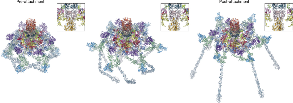 The atomic structure of the approximately 6-megadalton bacteriophage T4 baseplate in its pre- and post-host attachment states, which help explain the events that lead to sheath contraction in atomic detail.