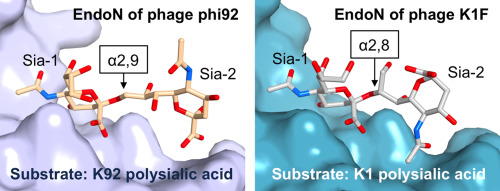 Phage phi92 carries endosialidase enzymes (EndoN92) on the particle. EndoN92 efficiently digests polysialic acid of K1 and K92 Escherichia coli. In contrast to the processive K1F endosialidase, the phi92 endosialidase degrades the polymer in a non-processive mode.