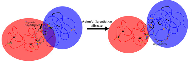 Structural and transcriptional reorganization which may regulate cell fate.