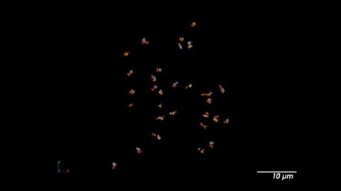 Multiplexed (each color is a different genomic locus) super-resolution imaging of mouse embryonic stem cells colony.