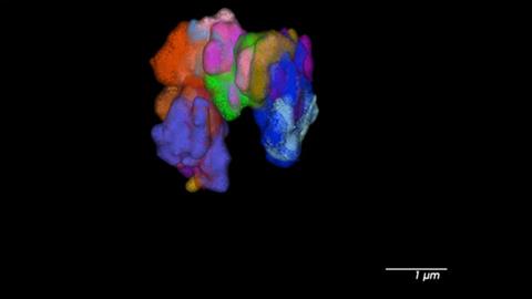 Super resolution imaging of human chromosome 3:150,000,000-158,000,000 (hg19) at 500 kb-resolution. Each pseudo-color is a single 500 kb step. All together, there are 16 sequential steps.